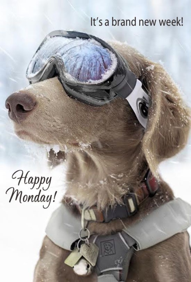 20 Best Good Morning Quotes To Start A Brand New Week - picture 2