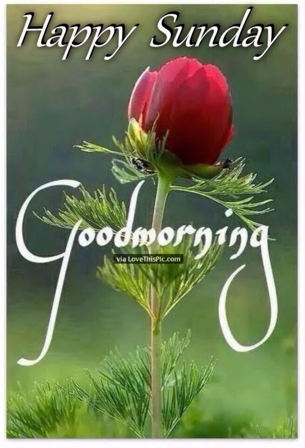 20 Good Morning Sunday Quotes To Get Your Day Started - picture 6