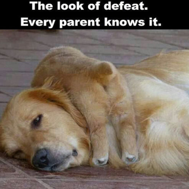 20+ Quotes About Being A Parent - picture 16