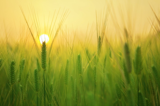 20 Scenic & Beautiful Good Morning Sunrise Images - picture 7