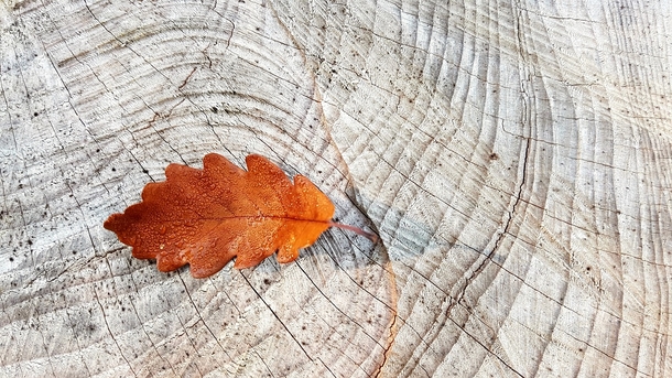 20 Very Beautiful Images For Fall - picture 11