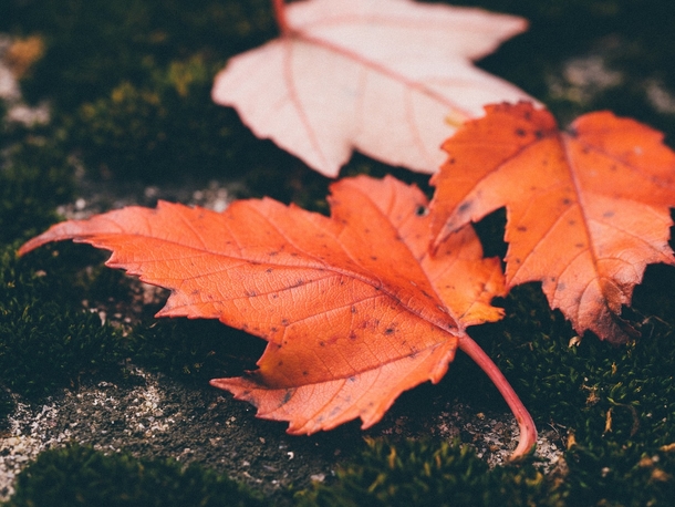 20 Very Beautiful Images For Fall - picture 14
