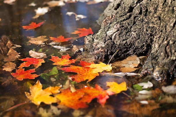 20 Very Beautiful Images For Fall - picture 15