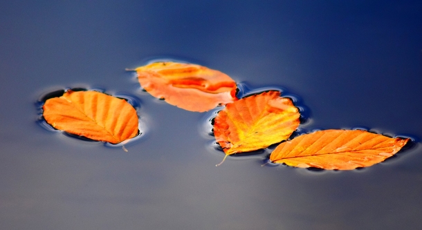 20 Very Beautiful Images For Fall - picture 18