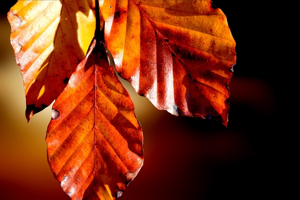 20 Very Beautiful Images For Fall - picture 19