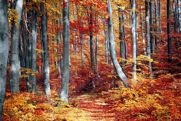 20 Very Beautiful Images For Fall - picture 6