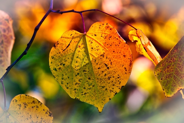 20 Very Beautiful Images For Fall - picture 7