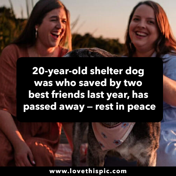 20-year-old shelter dog was who saved by two best friends last year, has passed away — rest in peace