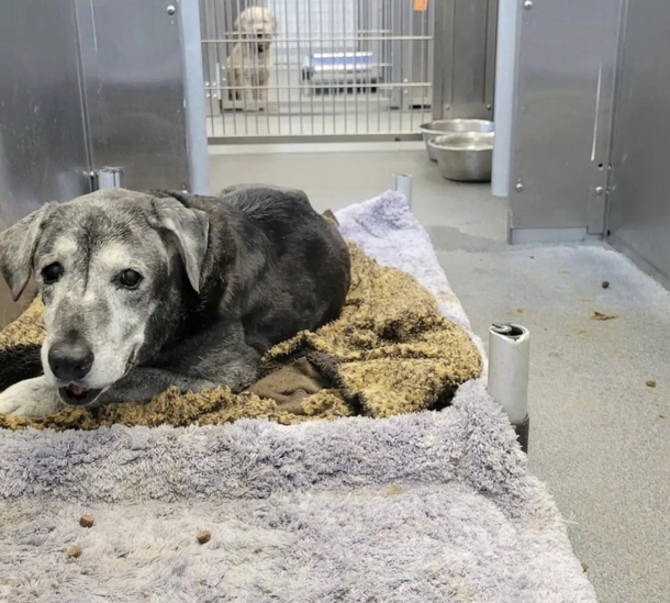 20-year-old shelter dog was who saved by two best friends last year, has passed away — rest in peace - picture 2