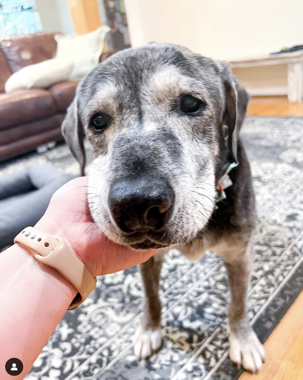 20-year-old shelter dog was who saved by two best friends last year, has passed away — rest in peace - picture 3