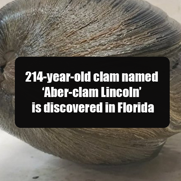 214-year-old clam named ‘Aber-clam Lincoln’ is discovered in Florida