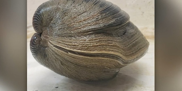 214-year-old clam named ‘Aber-clam Lincoln’ is discovered in Florida - picture 2