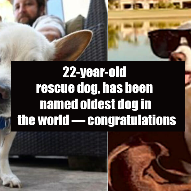22-year-old rescue dog, has been named oldest dog in the world — congratulations