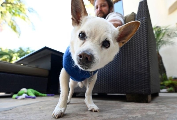 22-year-old rescue dog, has been named oldest dog in the world — congratulations - picture 2
