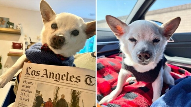 22-year-old rescue dog, has been named oldest dog in the world — congratulations - picture 3