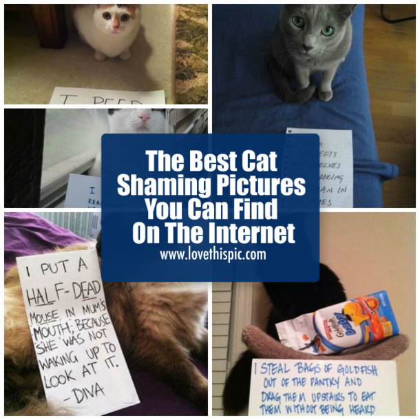 25 Cat Shaming Pictures All Cat Owners Will Understand