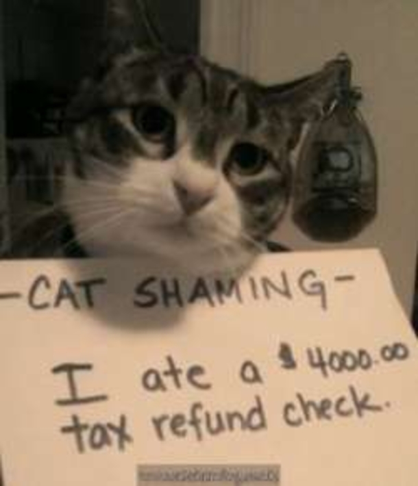 25 Cat Shaming Pictures All Cat Owners Will Understand - picture 10