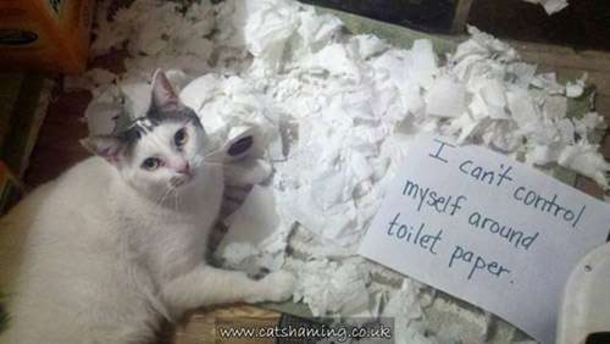25 Cat Shaming Pictures All Cat Owners Will Understand - picture 11