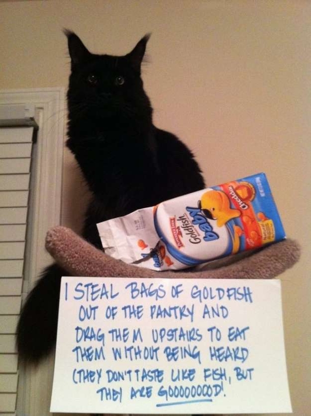 25 Cat Shaming Pictures All Cat Owners Will Understand - picture 12