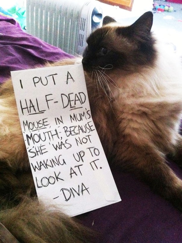 25 Cat Shaming Pictures All Cat Owners Will Understand - picture 13