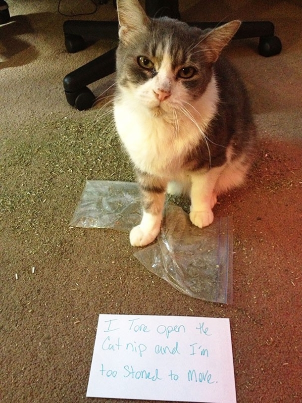 25 Cat Shaming Pictures All Cat Owners Will Understand - picture 14