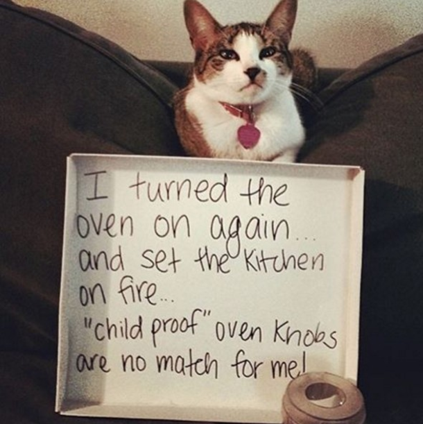 25 Cat Shaming Pictures All Cat Owners Will Understand - picture 15