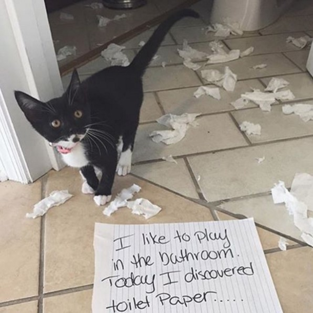 25 Cat Shaming Pictures All Cat Owners Will Understand - picture 16