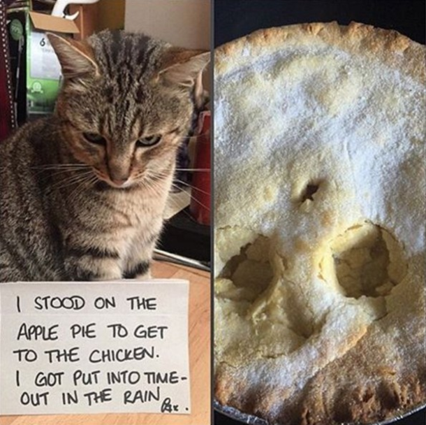 25 Cat Shaming Pictures All Cat Owners Will Understand - picture 17