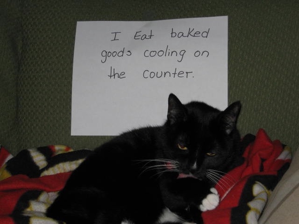 25 Cat Shaming Pictures All Cat Owners Will Understand - picture 18