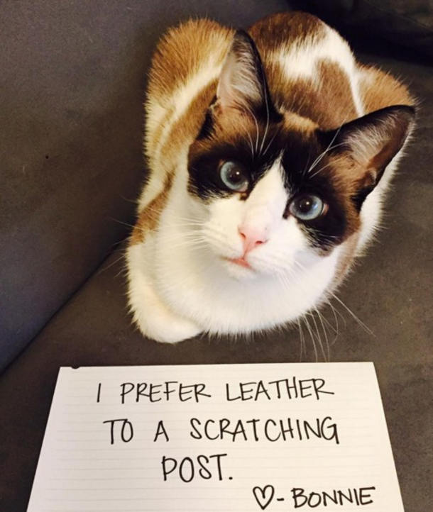 25 Cat Shaming Pictures All Cat Owners Will Understand - picture 19