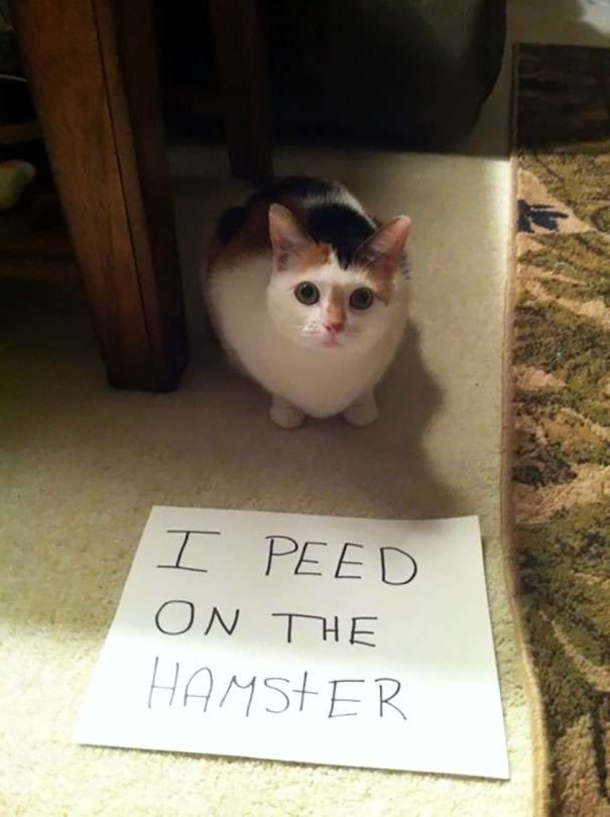 25 Cat Shaming Pictures All Cat Owners Will Understand - picture 2