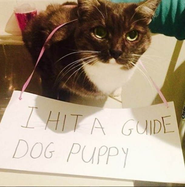 25 Cat Shaming Pictures All Cat Owners Will Understand - picture 20