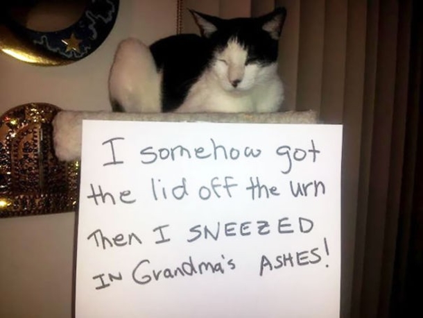 25 Cat Shaming Pictures All Cat Owners Will Understand - picture 21
