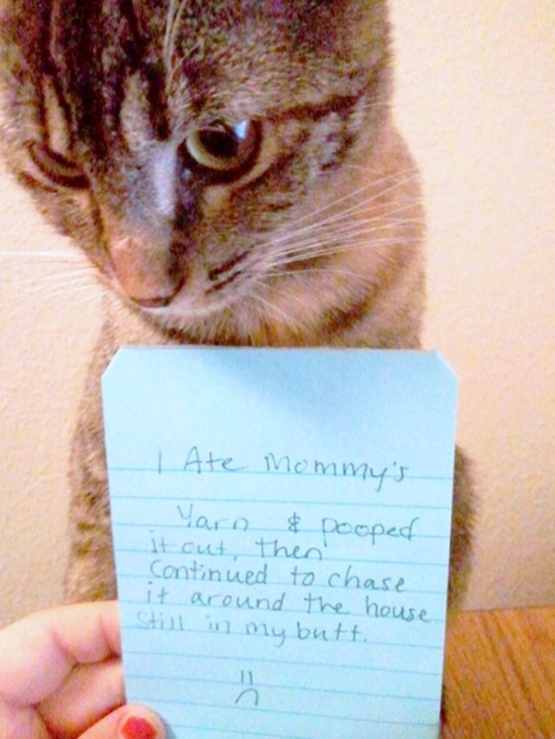25 Cat Shaming Pictures All Cat Owners Will Understand - picture 22