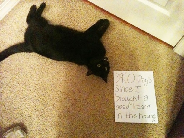 25 Cat Shaming Pictures All Cat Owners Will Understand - picture 23
