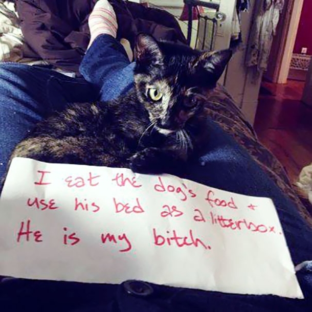 25 Cat Shaming Pictures All Cat Owners Will Understand - picture 24