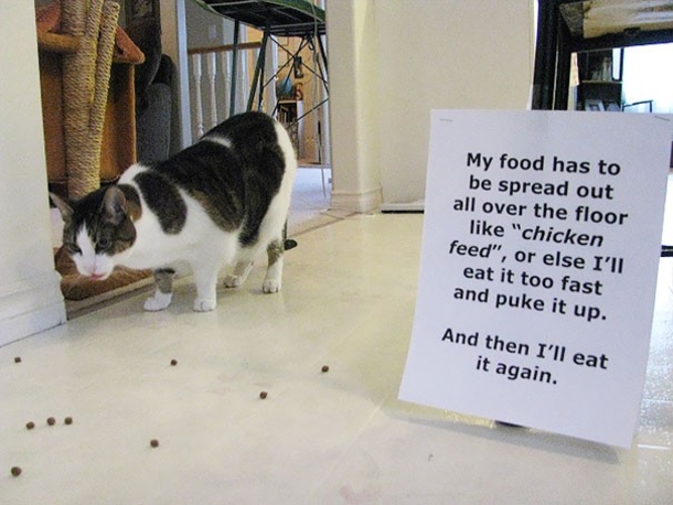 25 Cat Shaming Pictures All Cat Owners Will Understand - picture 25