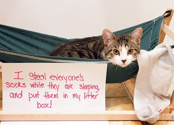 25 Cat Shaming Pictures All Cat Owners Will Understand - picture 26