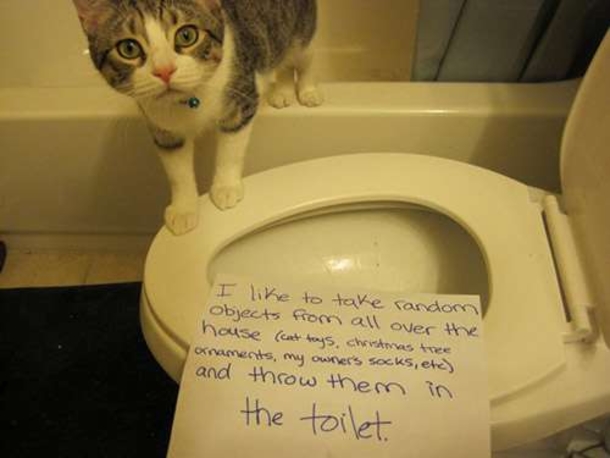 25 Cat Shaming Pictures All Cat Owners Will Understand - picture 4