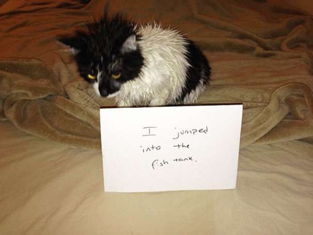 25 Cat Shaming Pictures All Cat Owners Will Understand - picture 5