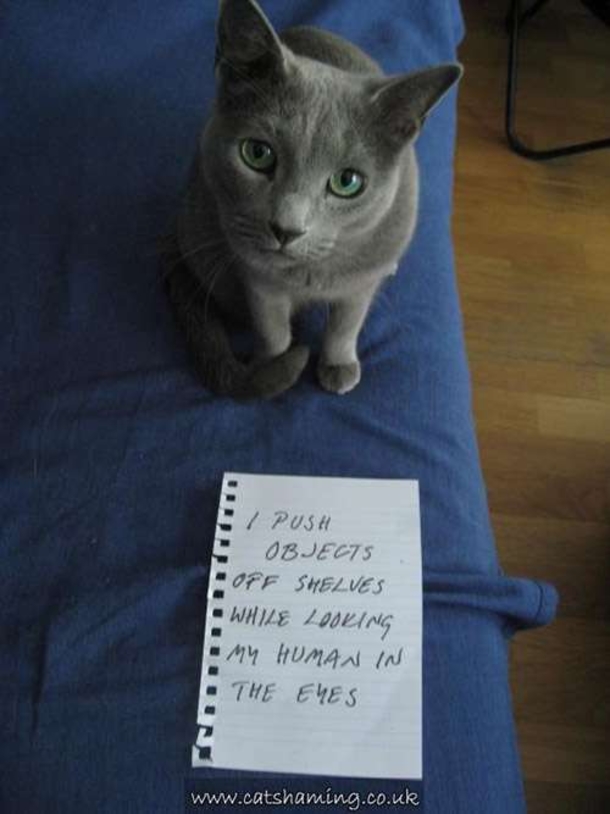 25 Cat Shaming Pictures All Cat Owners Will Understand - picture 6