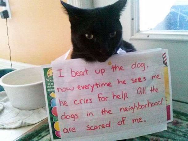 25 Cat Shaming Pictures All Cat Owners Will Understand - picture 7