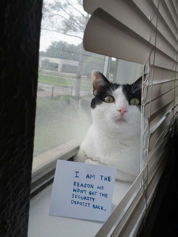 25 Cat Shaming Pictures All Cat Owners Will Understand - picture 9