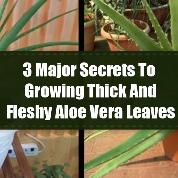 3 Major Secrets To Growing Thick And Fleshy Aloe Vera Leaves