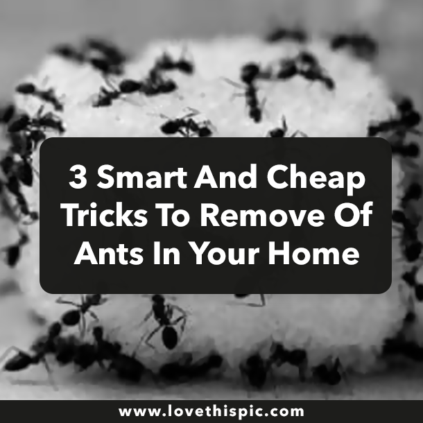 3 Smart And Cheap Tricks To Remove Of Ants In Your Home