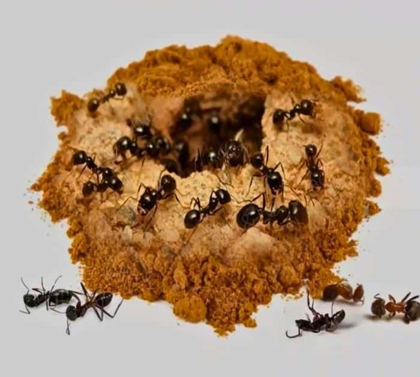 3 Smart And Cheap Tricks To Remove Of Ants In Your Home - picture 2
