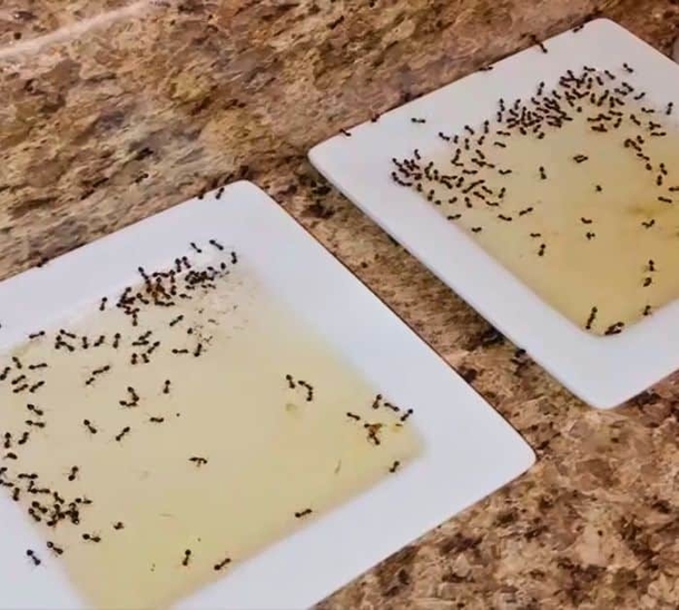 3 Smart And Cheap Tricks To Remove Of Ants In Your Home - picture 3