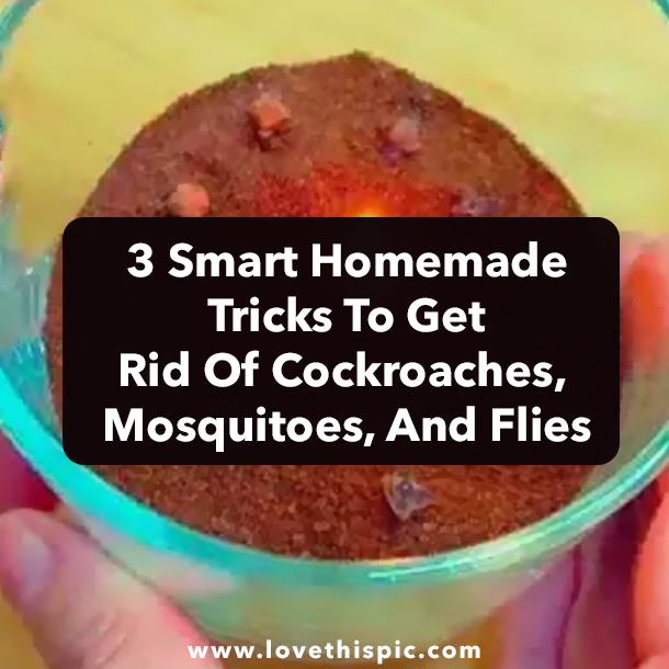3 Smart Homemade Tricks To Get Rid Of Cockroaches, Mosquitoes, And Flies
