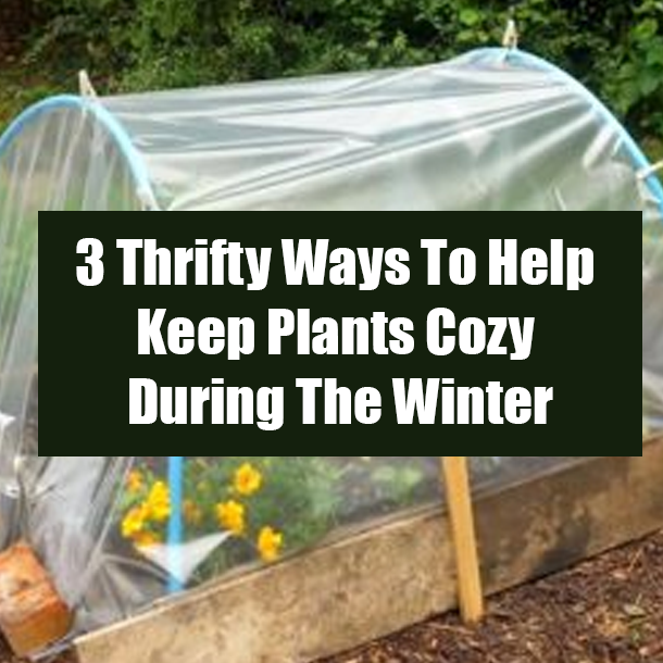 3 Thrifty Ways To Help Keep Plants Cozy During The Winter