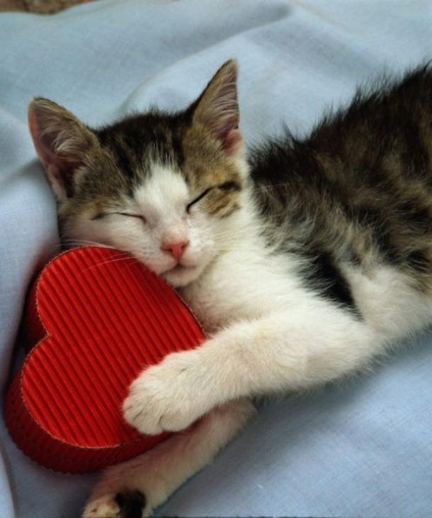 30 Valentine's for Pet Lover's - picture 10